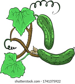 Cupepino fresco , ilustración, vector sobre fondo blanco