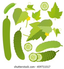 Fresh cucumber set: isolated and cut, leaves, flat illustration