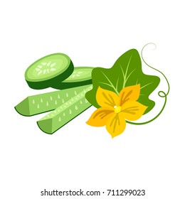 Fresh cucumber with slices on a white background. Vector illustration.