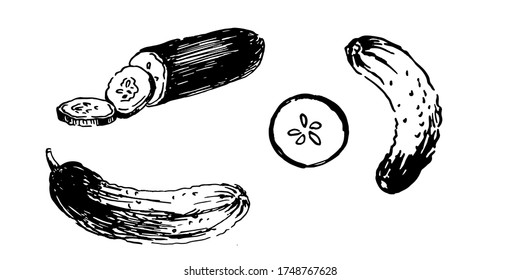 fresh cucumber and slices. set hand drawn ink sketch. vector illustration