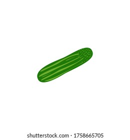 fresh cucumber vegetable isolated icon. cucumber for farm market, vegetarian salad recipe design. Vector illustration in flat style