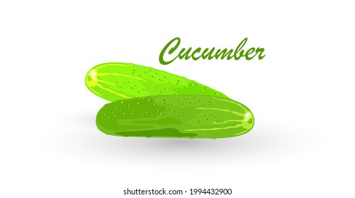 Fresh cucumbers, cukes or gherkins whole and cut to segments. Green vegetable using for salads, pickling. Cartoon vector illustration isolated on white background for menu, recipes, packing.