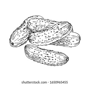 Fresh cucumbers in line art style.