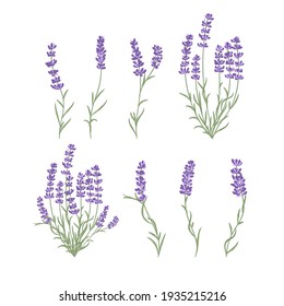 Fresh cut fragrant lavender plant flowers bunch, realistic icons set isolated vector illustration.