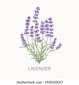 Fresh Cut Fragrant Lavender Plant Flowers Bunch, Realistic Icon Isolated Vector Illustration.