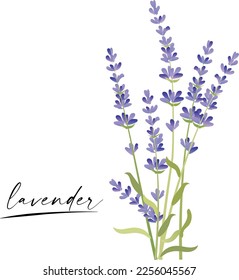 Flores de planta de lavanda de fragancia recién cortada y dos iconos simples realistas conjunto ilustración vectorial aislada