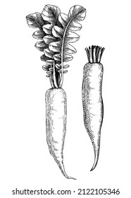Fresh Daikon Radish Sketch. Garden Vegetable Drawing. Organic Green Food Plant. Root Vegetable Composition Of Two Hand-sketched Daikon Plants. Vector Illustration Of Raw Cultivated Radish.