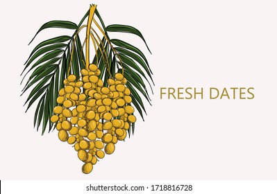 fresh date fruits with palm leaves