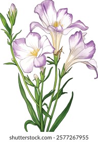 Fresh delicate white Freesia branch illustration vector
