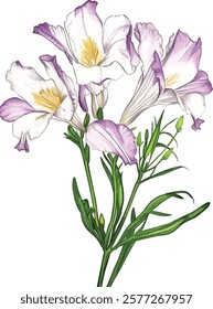 Fresh delicate white Freesia branch illustration vector
