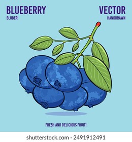 Fresh and delicious blueberry fruit vector hand draw illustration