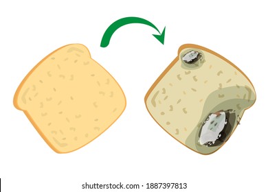 Fresh delicious bread becomes rotten and bad vector isolated. Slice of a bread with mold on it. Food garbage, snak for breakfast.