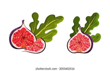 Fresh delicious figs with leaves set. Whole and cut ripe juicy fruit vector illustration