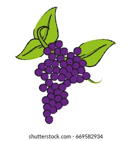 Fresh delicious grape fruit