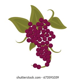 Fresh delicious grape fruit
