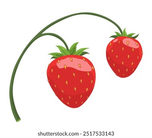 Fresh and Delicious Strawberry for Your Culinary Creations