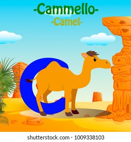 Fresh Design cute Animal Vector & colorful Italian Language "C" Word Alphabet of Camello, Meaning The Camel.