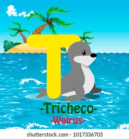 Fresh Design cute Animal Vector & colorful Italian Language "T" Word Alphabet of Tricheco, Meaning The walrus.