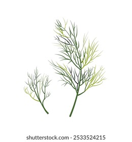 Fresh dill bunch. Dill flat cartoon vector illustration isolated on white. Dill weed twig for menu, packaging, cooking book, web or label design. Kitchen herbs, domestic garden. Organic healthy food.