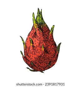 fresh dragon fruit hand drawn. organic sweet, tropical cactus, red pink fresh dragon fruit vector sketch. isolated color illustration