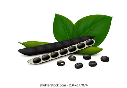 Fresh and dried black gram (Vigna mungo) pods (ripe, unripe, opened) with beans and leaves isolated on white background. Realistic vector illustration.