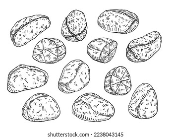 Fresh and dried kola nuts without shell. Vector engraving black vintage illustration. Isolated on white background.