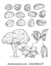 Frische und getrocknete Kolanüsse ohne Schale. Baum und Ast mit Blättern, Bohnen und Blumen. Vektorgravur schwarze Vintage-Illustration. Einzeln auf Weiß