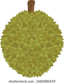 Fresh durian fruit vector drawing.