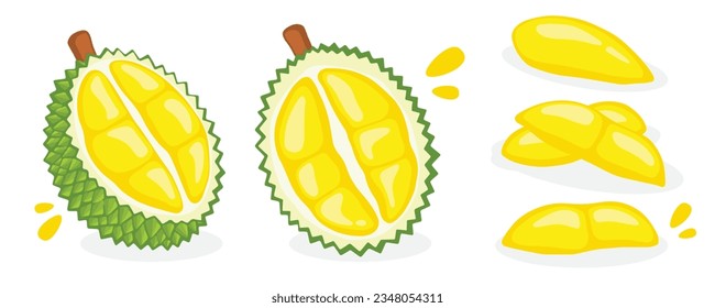 Fresh durian on a white background, Fruit hand drawn, vector illustration.