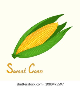 Fresh ear of corn cob with leaves on a cream background  isolated vector illustration. Hand drawn lettering sweet corn.