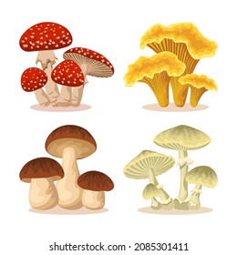 Fresh eatable yellow chanterelles or girolle, brown penny bun or porcino. Poisonous fly agaric and amanita phalloides or toadstools isolated on white background. Fungal vector illustration set.
