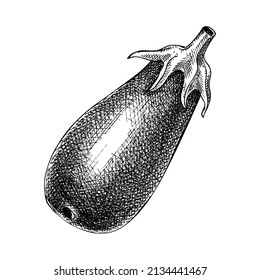 Fresh Eggplant sketch. Hand-sketched Vegetable illustration. Healthy food plant. Vector drawing of raw cultivated aubergine. Perfect for grocery, markets, packaging, recipes, menus design.