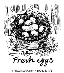 Fresh eggs. Vector hand drawn graphic illustration.