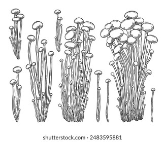 Fresh enoki mushrooms. A set of hand-drawn black and white illustrations capture the essence of healthy traditional Asian cuisine with detailed images of enoki mushrooms. Isolated background.