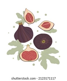 Fresh exotic fruit fig. Summer fruit, whole fruit and half. Vector isolated illustration of fig pieces on a white background.

 