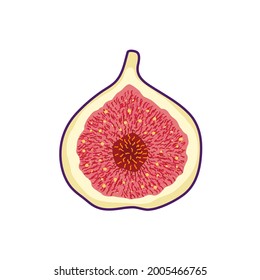 Fresh exotic half  fig  fruit on white background. Organic summer fruit. Trendy vector illustration.	