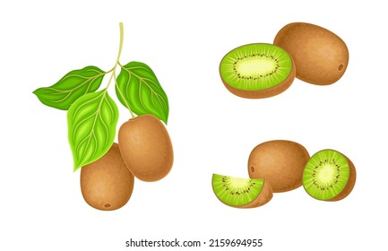 Fresh exotic kiwi set. Ripe whole and cut sweet organic fruit vector illustration