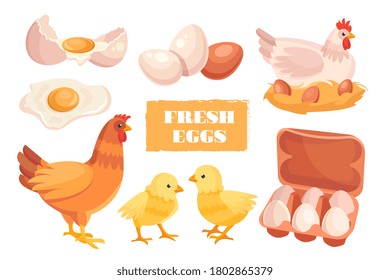 Fresh farm eggs concept with packaging, broken eggs and hen sitting on the nest and with chicks, colored vector illustration