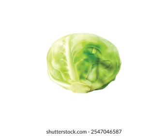 Fresh Farm Organic Healthy Food Green Cabbage Vector Illustration Isolated on a White Background
Fresh Green Cabbage Vector Illustration, Organic Farm Produce Isolated on White Background