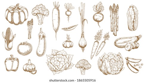 Fresh farm vegetable vector sketches of garden veggie food. Isolated tomato, carrot, broccoli and cabbage, pepper, onion, garlic, radish and cauliflower, zucchini, corn, pea and pumpkin objects