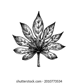 Fresh fatsia japonica leaf. Vintage vector hatching black hand drawn illustration isolated on white background