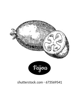 Fresh feijoa. Hand drawn sketch style fruit vector illustration. Isolated drawing on white background. Vitamin and healthy fruit eco food. Farm market produce. 