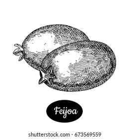 Fresh feijoa. Hand drawn sketch style fruit vector illustration. Isolated drawing on white background. Vitamin and healthy fruit eco food. Farm market produce. 