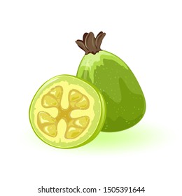 Fresh feijoa: whole and cut to half. Exotic green, ellipsoid fruit with sweet, aromatic flavour. Using in natural cosmetic products and for cooking. Cartoon vector illustration isolated on white.