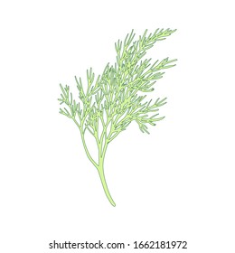 Fresh fennel branch isolated on white background. Dill bunch Vector illustration.