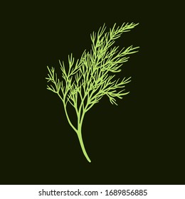 Fresh fennel branch isolated on dark green background. Dill bunch. Vector illustration.