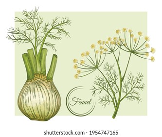 Fresh fennel bulb and stem. Spice herb root.  Flowering botanical plant. Stalk with seeds and leaves. Foeniculum vulgare. Herbal condiment. Organic healthy food. Vegetable ingredient. Vector drawing