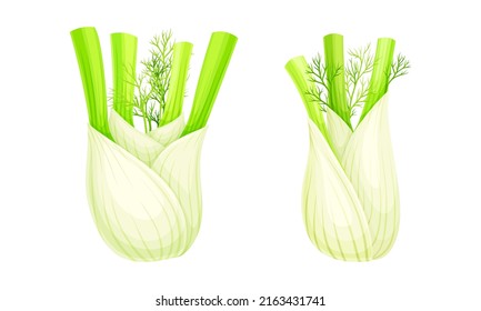 Fresh fennel bulbs set. Swollen roots vector illustration