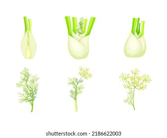 Fresh fennel plant set. Perennial herb with bulb, yellow flowers, feathery leaves vector illustration