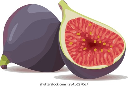 Fresh Fig Black Mission Fig Purple Fig Hand Drawn Vector Illustration Set Isolated